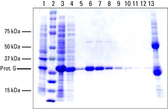 Protein Purification