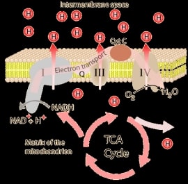 Online quiz TCA Cycle
