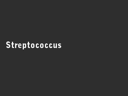Streptococcus