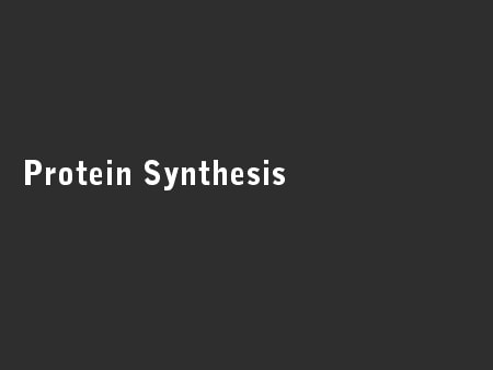 Protein Synthesis